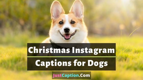 Christmas Instagram Captions for Dogs