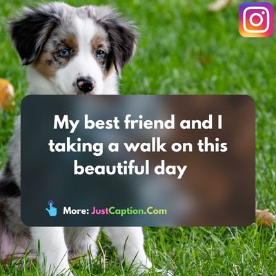 Funny Dog Walking Captions
