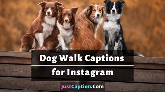 Dog Walk Captions for Instagram