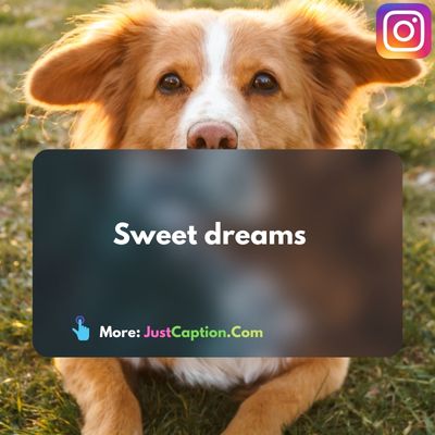 100+ Best and Cute Sleeping Dog Captions for Instagram