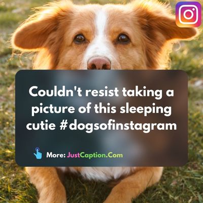 Short Sleeping Dog Captions for Instagram