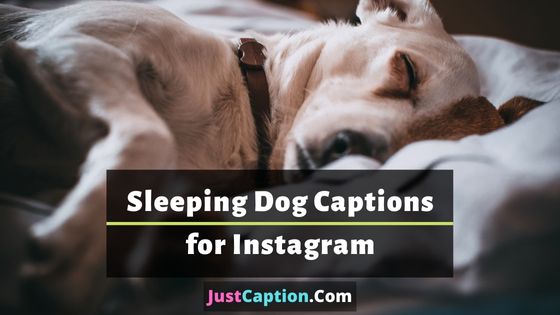 100+ Best and Cute Sleeping Dog Captions for Instagram