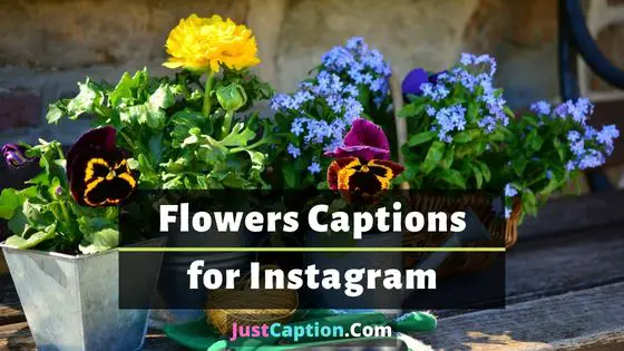 230 Loving Flowers Captions for Instagram Posts in 2023